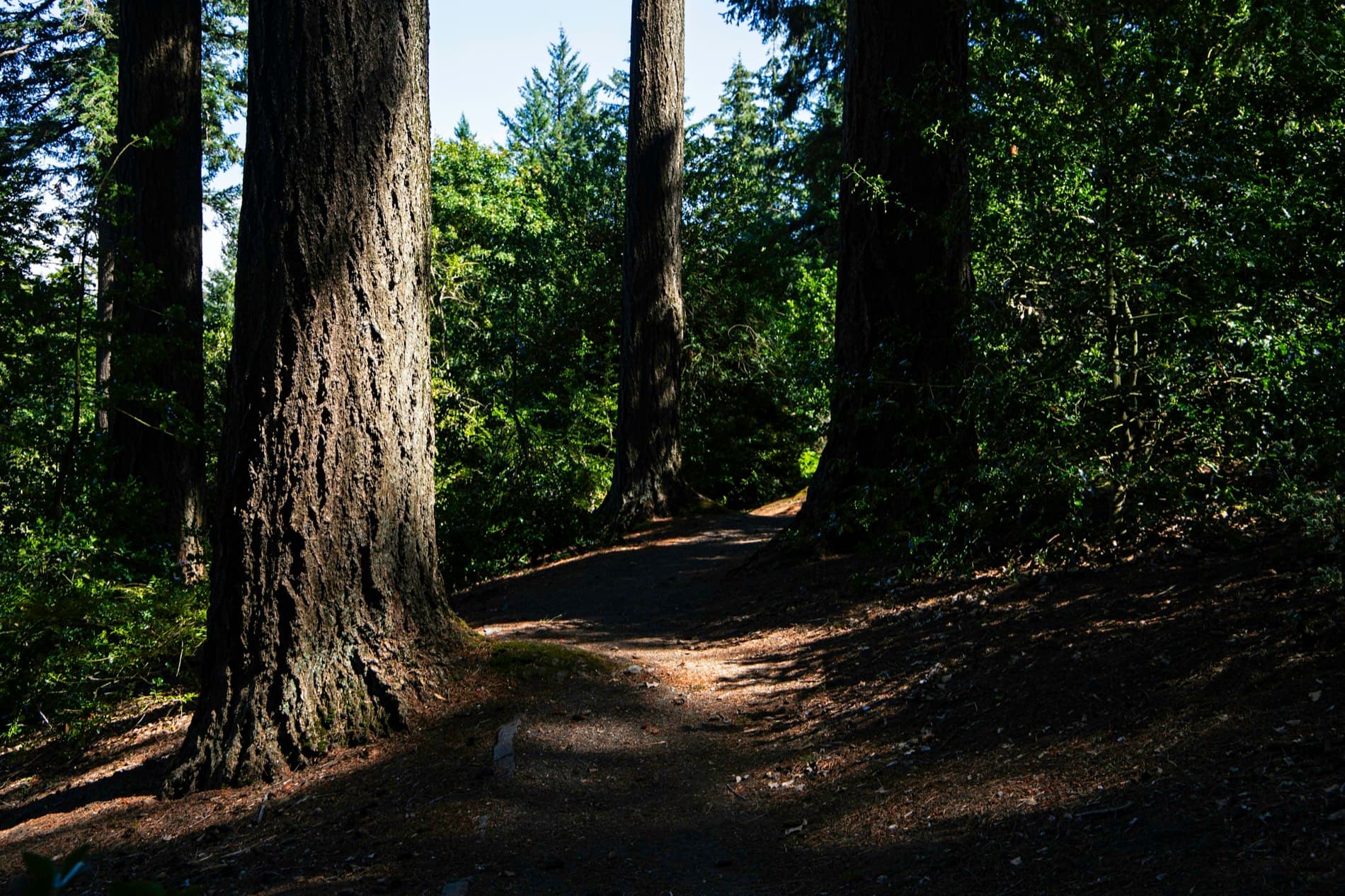 Douglas firs along a forest trail