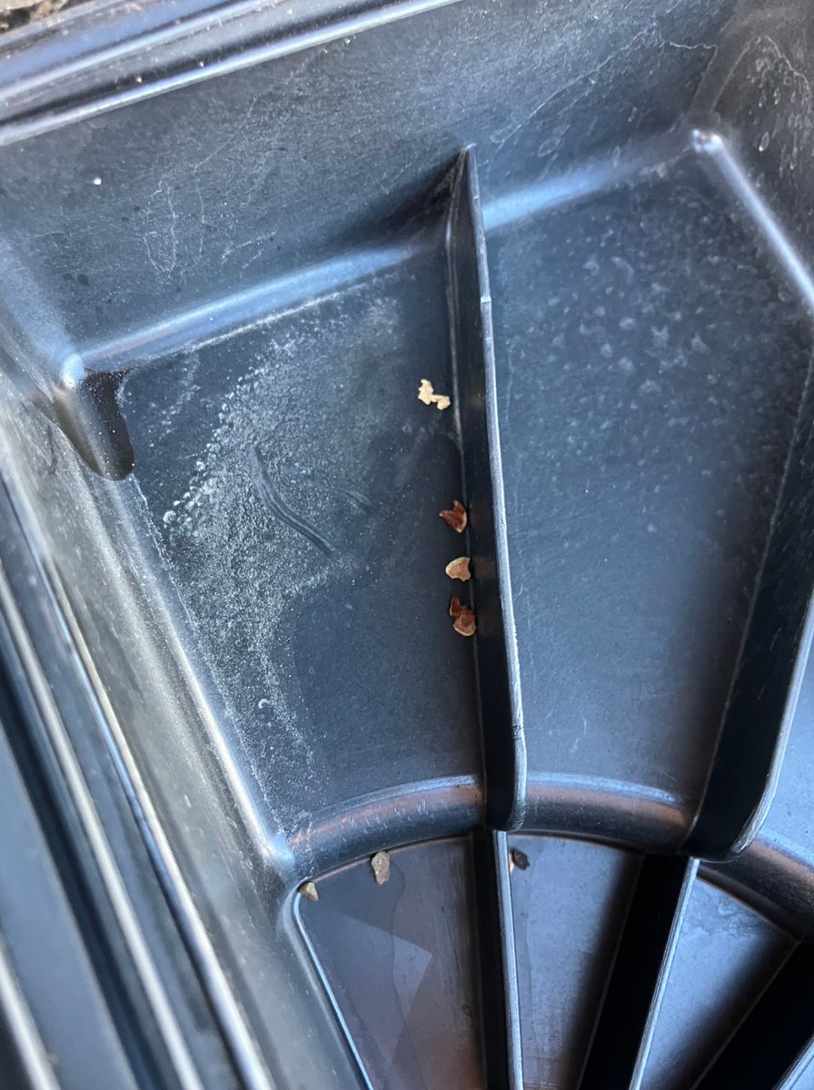 Rat droppings and debris found inside the air box of a 2009 Prius after an oil change