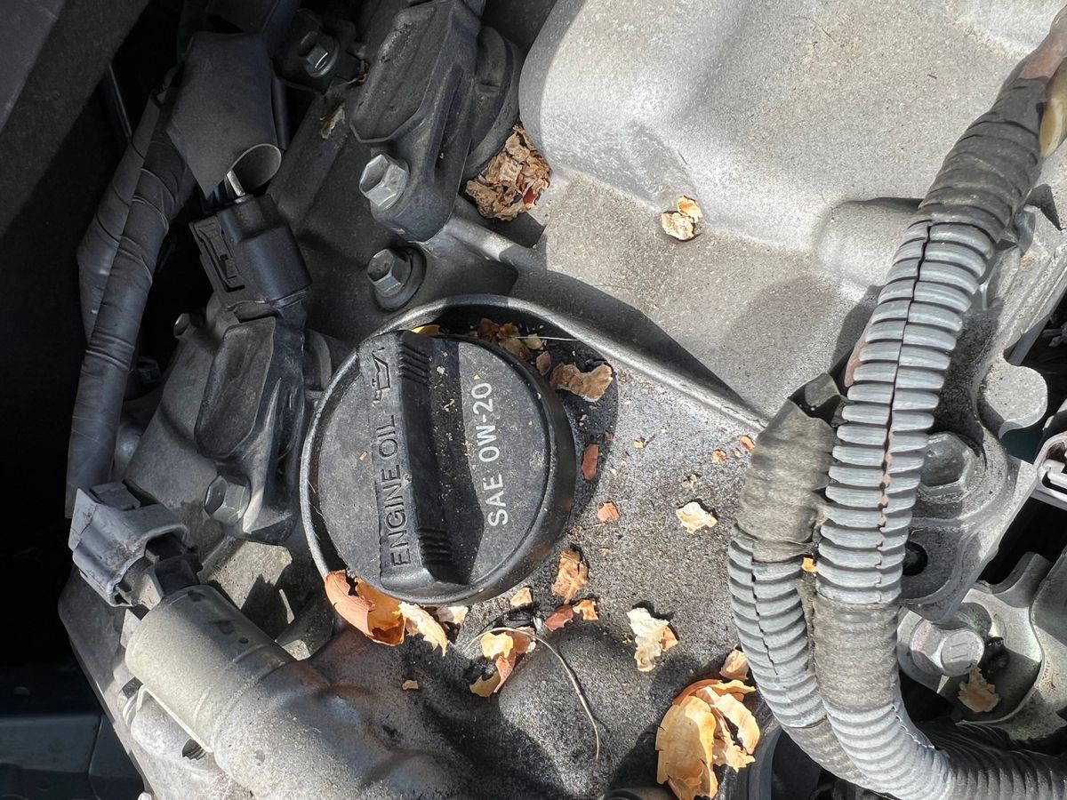 Rodent nesting debris and chewed nut shells scattered across a Toyota engine