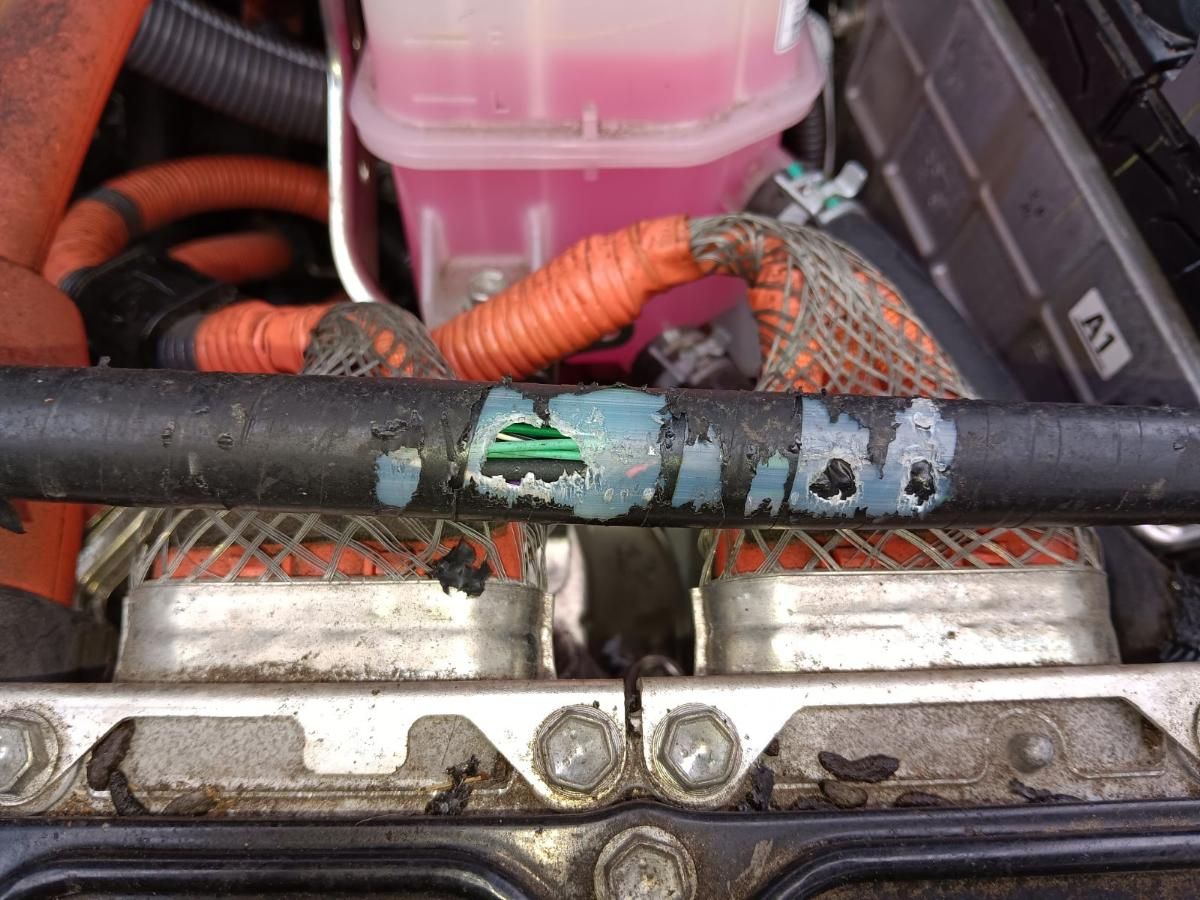 Chewed automotive wiring harness with insulation gnawed away exposing bare conductors