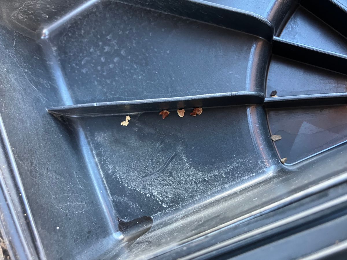 Rodent droppings and debris collecting in a Toyota engine air filter housing